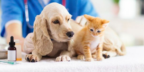 寵物經(jīng)濟(jì)火熱 產(chǎn)業(yè)規(guī)模持續(xù)增長(zhǎng)，服務(wù)領(lǐng)域成新藍(lán)海