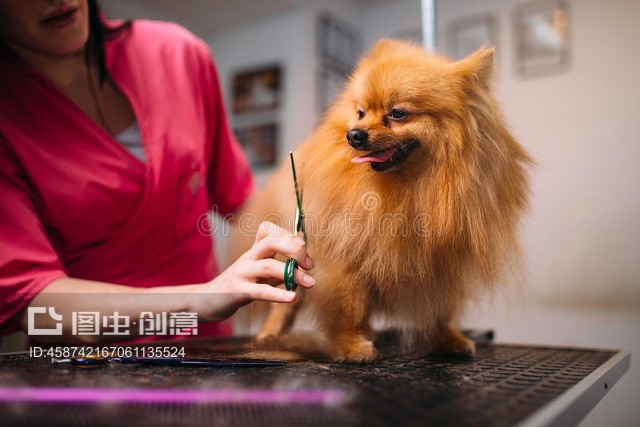 寵物美容儀 專業(yè)工具提升寵物美容服務質量