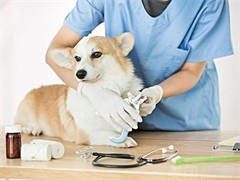 當1元遇到寵物醫院 是福利還是噱頭？