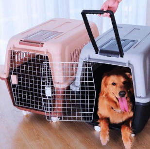 專業、安心之選 金山寵物貓托運服務全指南