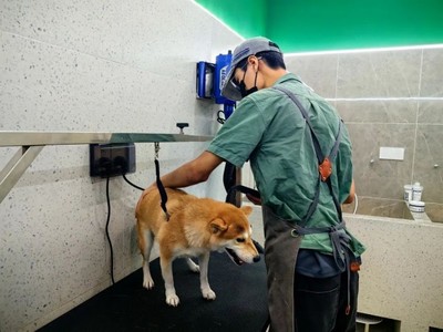 青浦首店！這家寵物樂(lè)園有點(diǎn)不一樣~ 解鎖寵物服務(wù)新體驗(yàn)