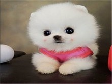 本溪博美犬領(lǐng)養(yǎng)指南 開(kāi)啟寵物生活新篇章