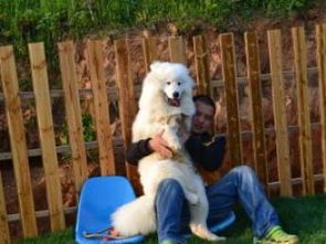 武漢寵物寄養(yǎng)服務(wù)價(jià)格及選擇指南